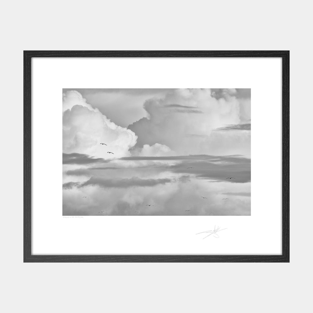 Seagulls in the Clouds