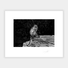 Load image into Gallery viewer, Island Monkey
