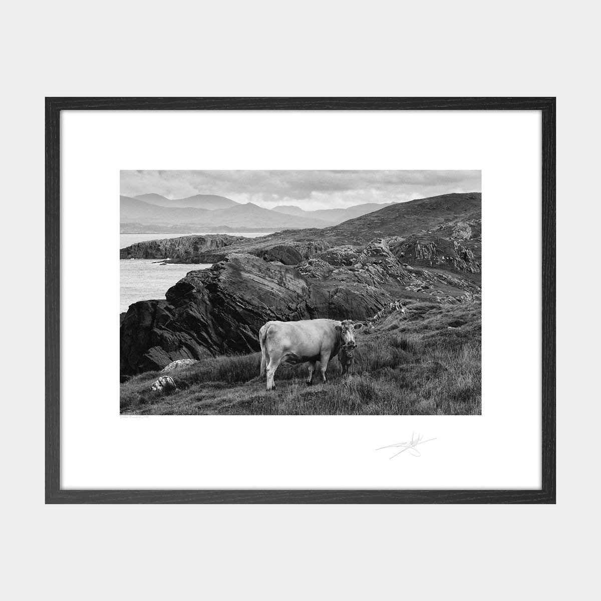 Cow Beara Peninsula West Cork 2019