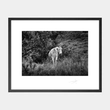 Load image into Gallery viewer, Donkey Beara Peninsula West Cork 2019