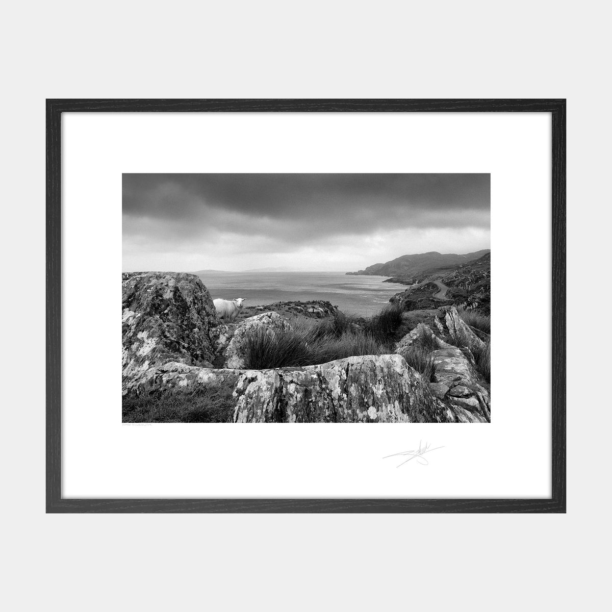Sheep Beara Peninsula West Cork 2008