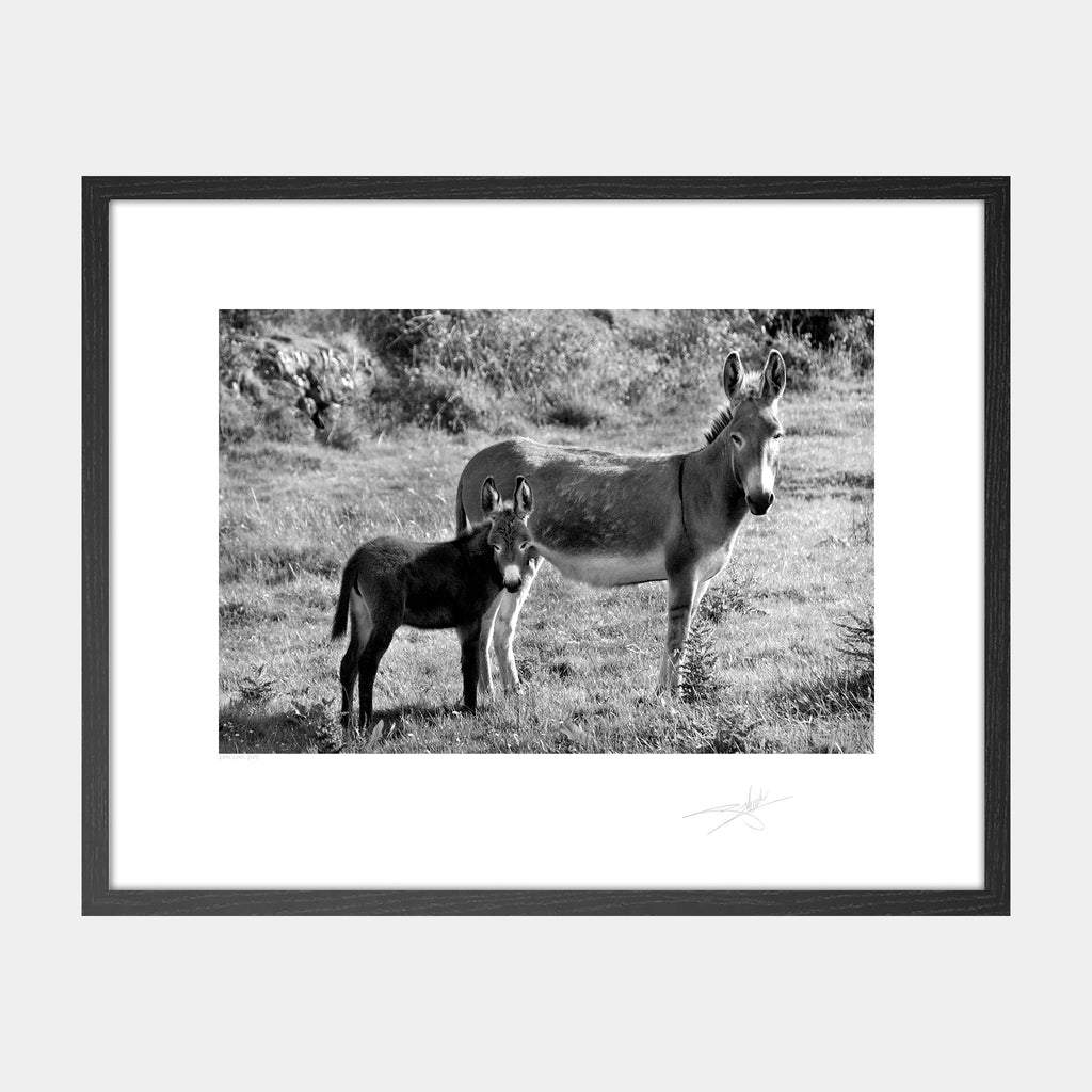 Two Donkeys West Cork 2007