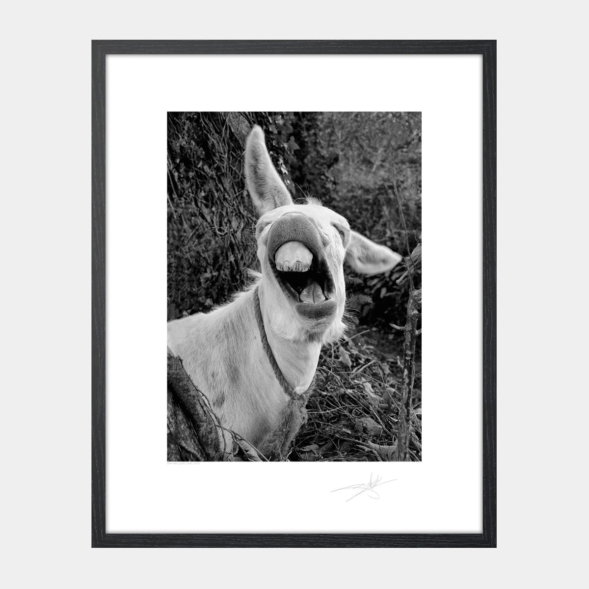 Bad Ass west cork Ireland 2010