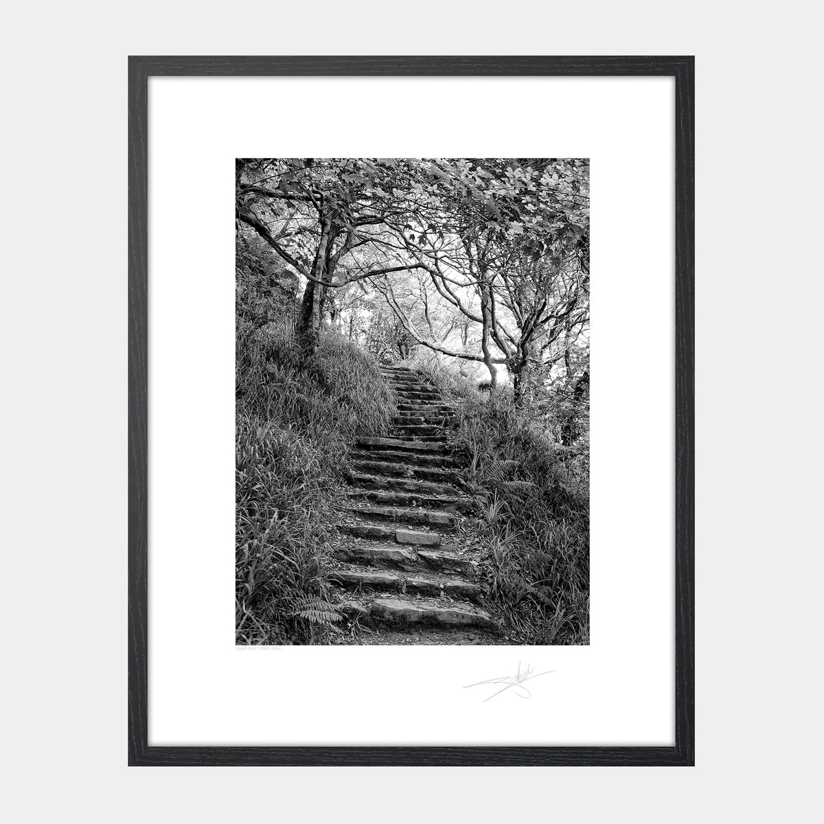 Lough Hyne steps, West Cork 2014 Ireland