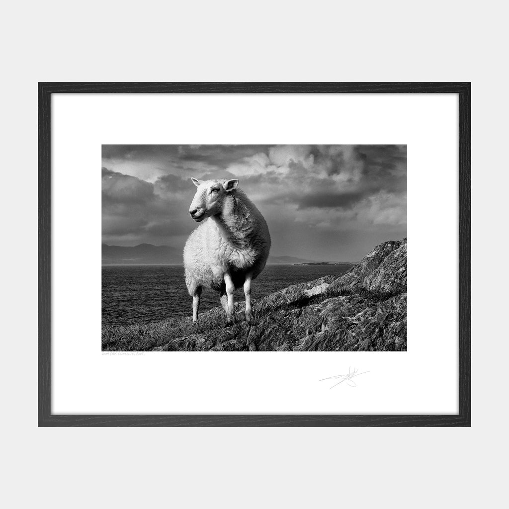 West Cork Sheep Ireland 2008