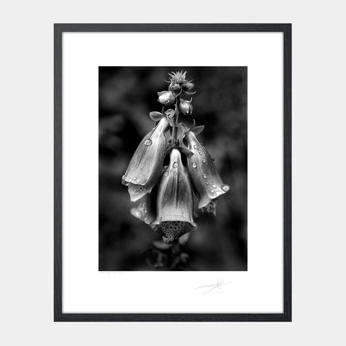 Flora West Cork 2014 Ireland