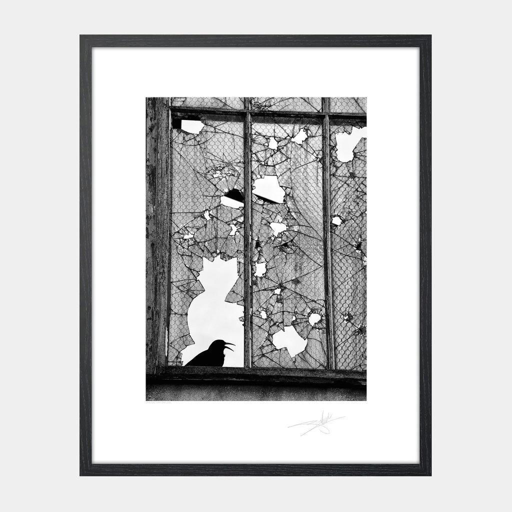 Cat & Crow, West Cork 2014 Ireland