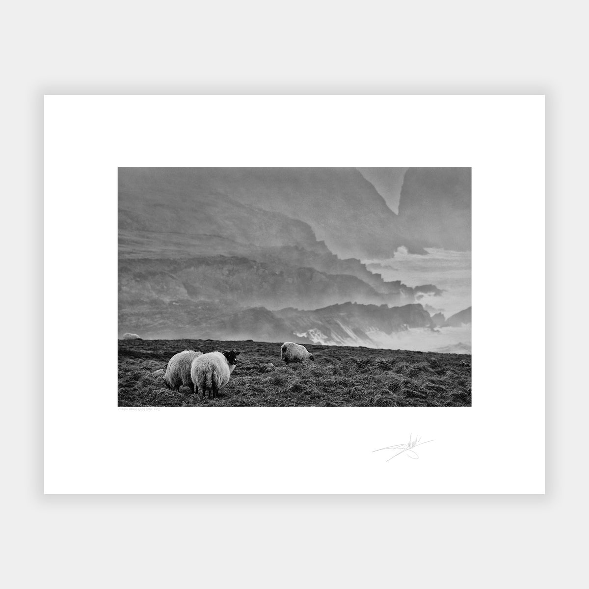 Sheep at Mizen Head West Cork 2014 Ireland