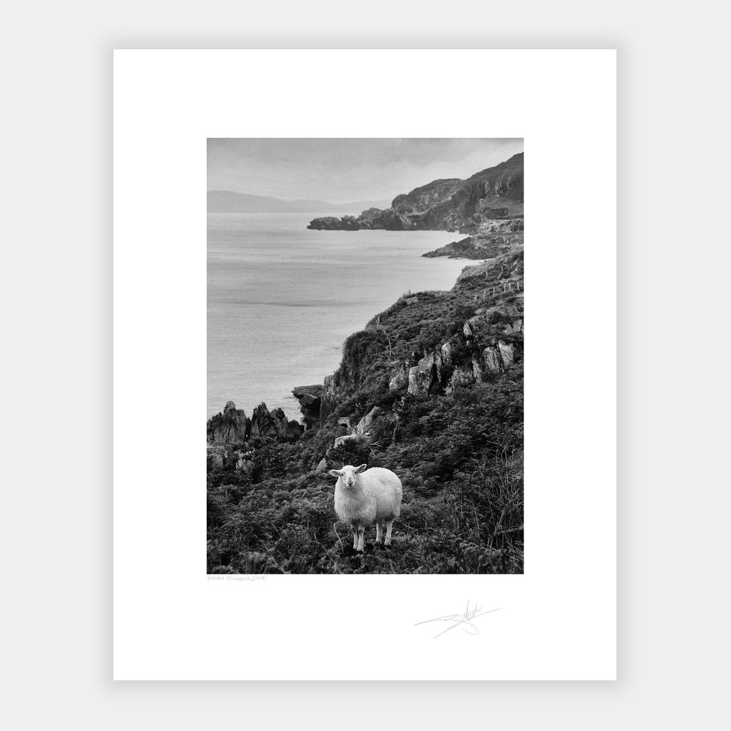 Sheep Beara Peninsula West Cork 2019