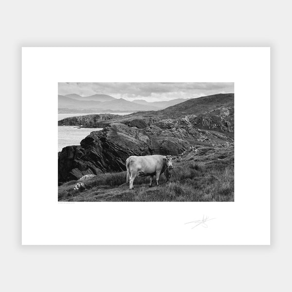 Cow Beara Peninsula West Cork 2019