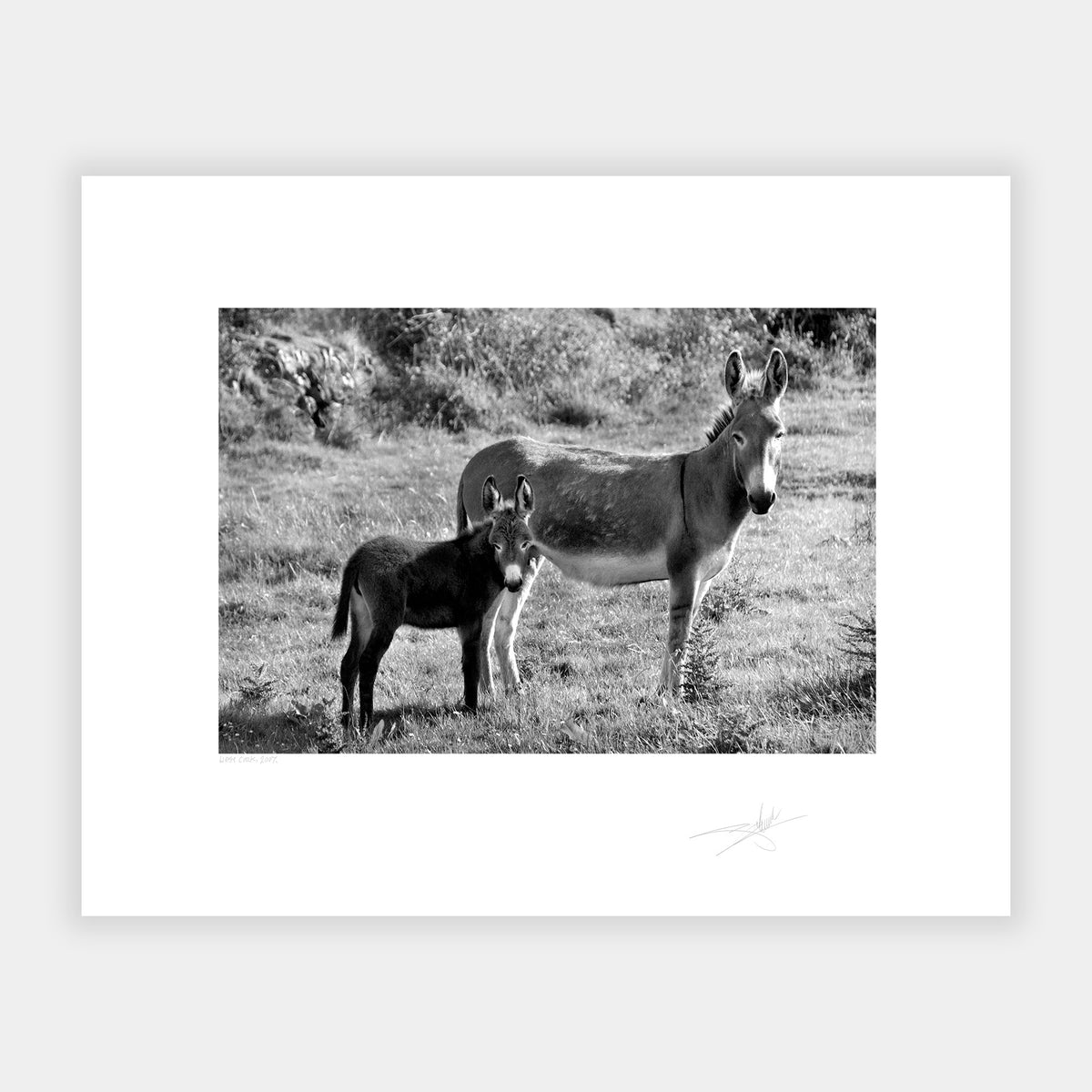 Two Donkeys West Cork Ireland 2007