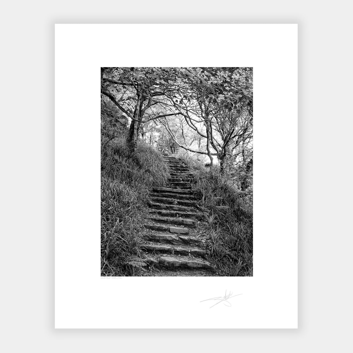 Lough Hyne steps, West Cork 2014 Ireland