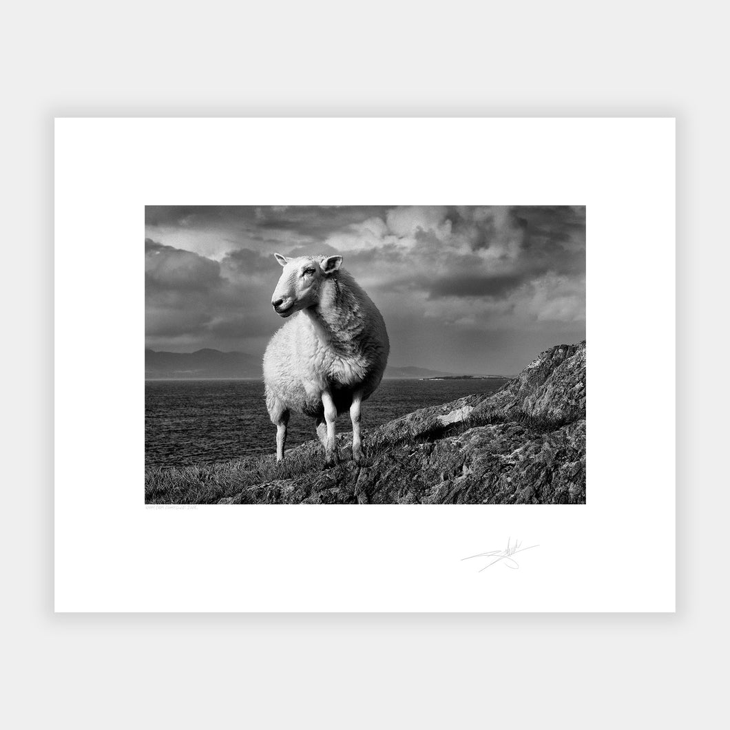 West Cork Sheep Ireland 2008