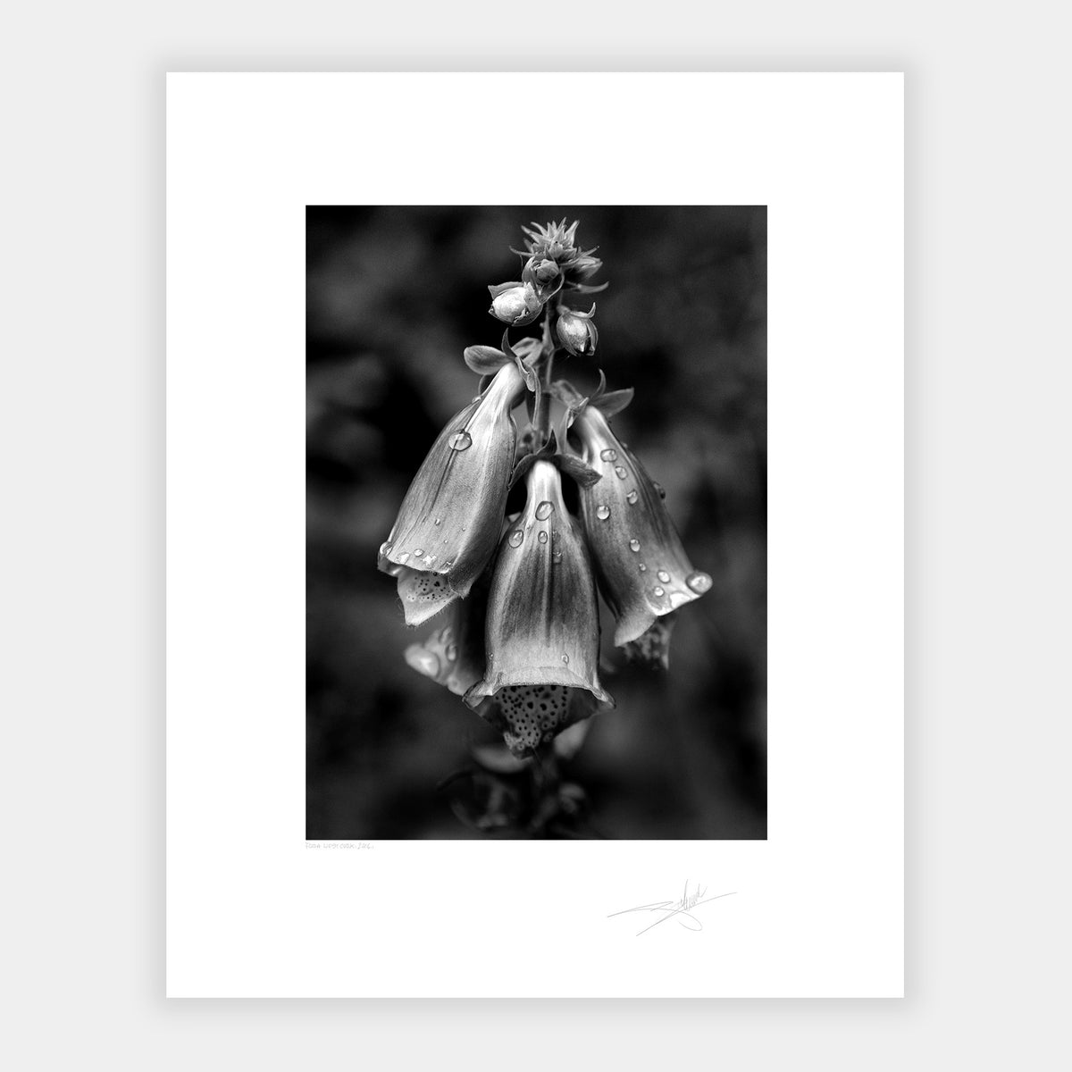 Flora West Cork 2014 Ireland