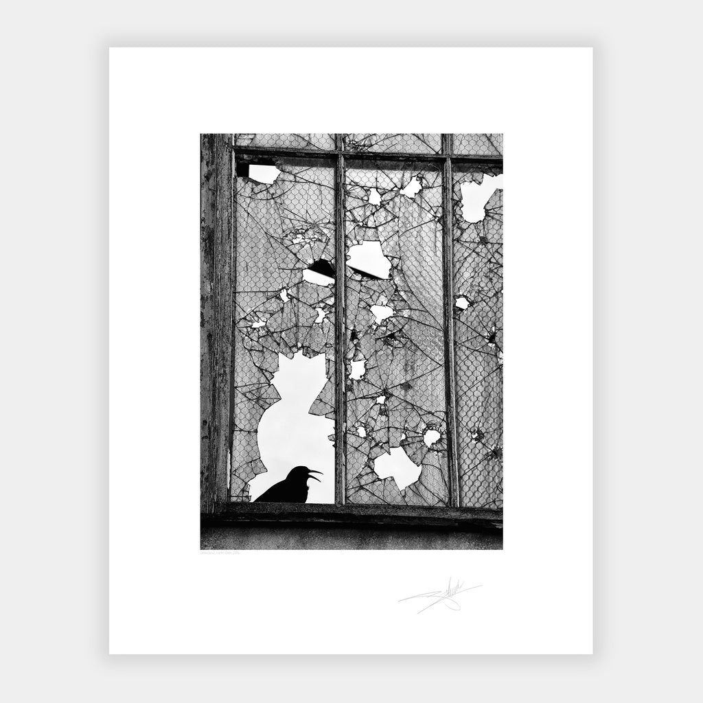 Cat & Crow, West Cork 2014 Ireland