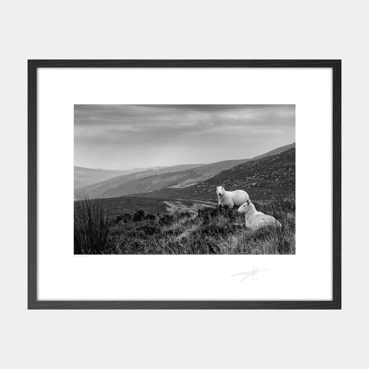Wicklow Sheep
