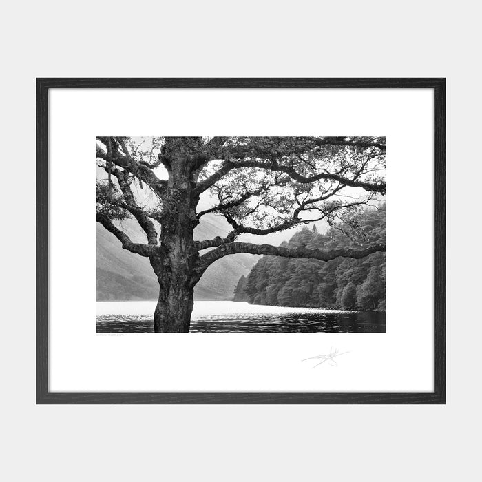 Wicklow Trees 