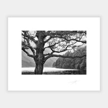 Load image into Gallery viewer, Wicklow Trees 