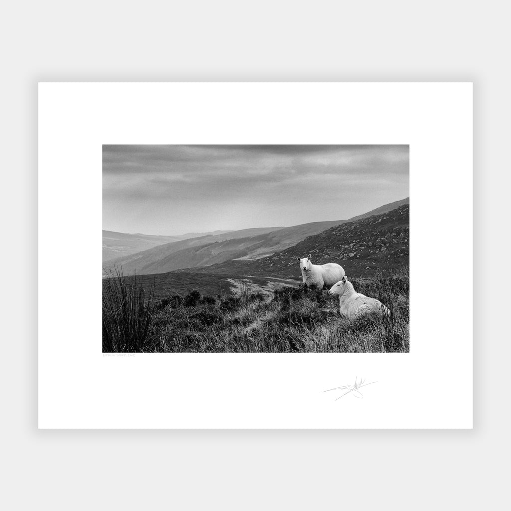 Wicklow Sheep