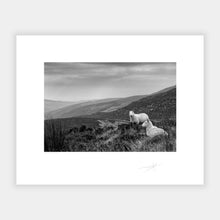 Load image into Gallery viewer, Wicklow Sheep