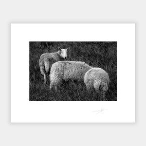 Wicklow Sheep